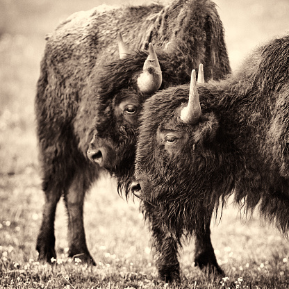 In Yellowstone National Park, portrait of two bison