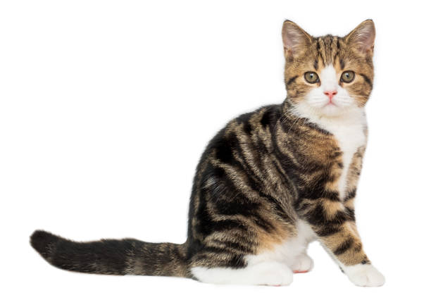 istock Cute scottish kitten cat isolated over white background. 1171499596