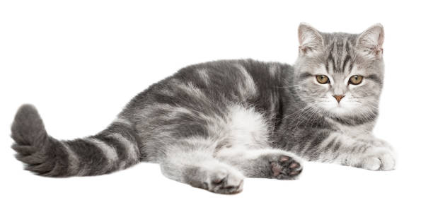 흰색 배경을 통해 고립 된 귀여운 스코틀랜드 고양이 고양이. - domestic cat kitten scottish straight short hair 뉴스 사진 이미지