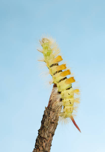caterpillar streeft naar - rups van de meriansborstel stockfoto's en -beelden