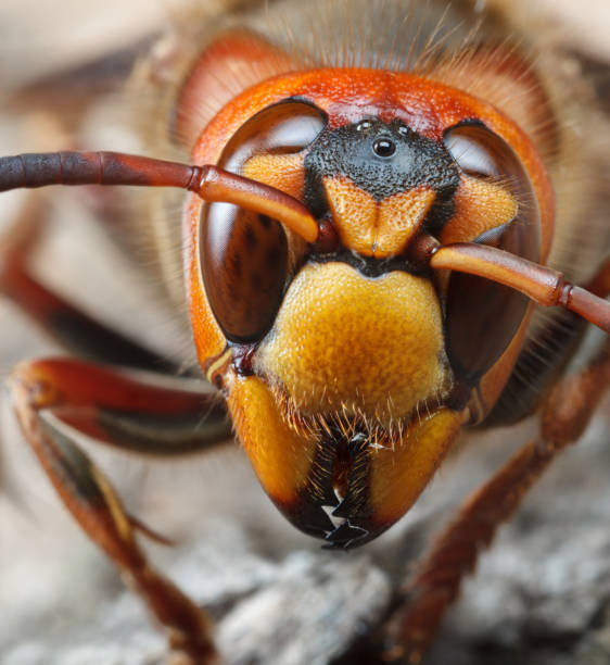 istock Vertical Portrait of Giant Hornet 1171499872