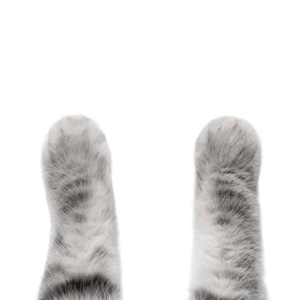 istock Grey cat paw isolated over white background, cat legs 1171499967
