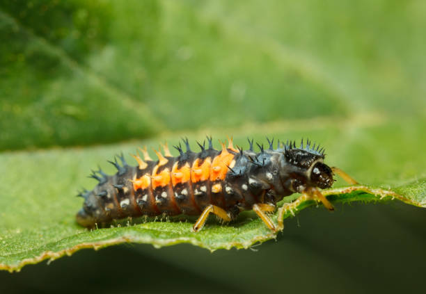 istock Macro of tiny ladybird larva 1171499978