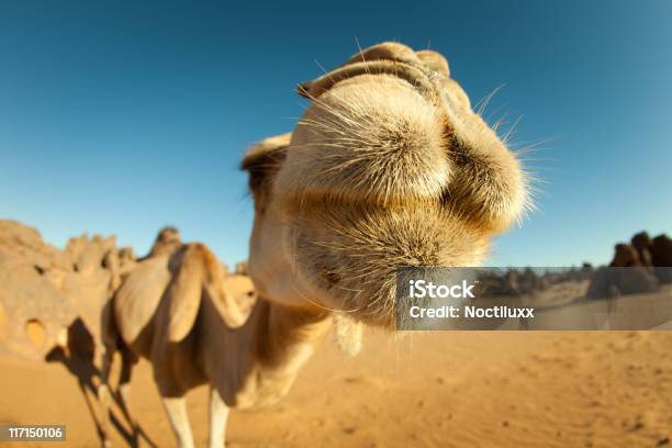 낙타 Closeup In 리비아 사하라 사막 가뭄에 대한 스톡 사진 및 기타 이미지 - 가뭄, 낙타, 야생의 동물