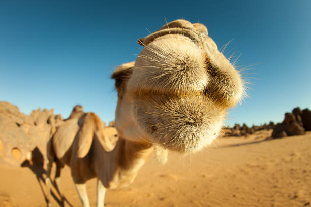 camels in the Agafay desert near the Moroccan city of Marrakesh; Marrakesh, Marocco