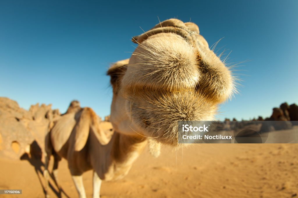 close-up de Camelos no deserto do Saara da líbia - Royalty-free Camelo Foto de stock