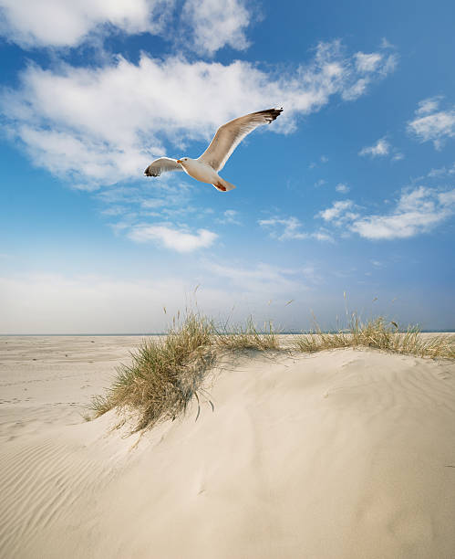 dune gras am strand - cloud cloudscape sea north sea stock-fotos und bilder