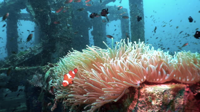 Clown fish in Anemone thriving in underwater artificial upcycled coral nursery reef