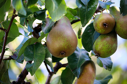 A photograph of Summer pears growing on a tree.