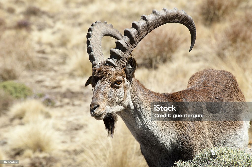 Rare wildlife shot of a Walia Ibex, Simien Mountains, Ethiopia  Ibex Stock Photo