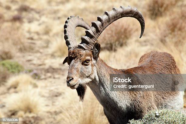 Rare Wildlife Shot Of A Walia Ibex Simien Mountains Ethiopia Stock Photo - Download Image Now