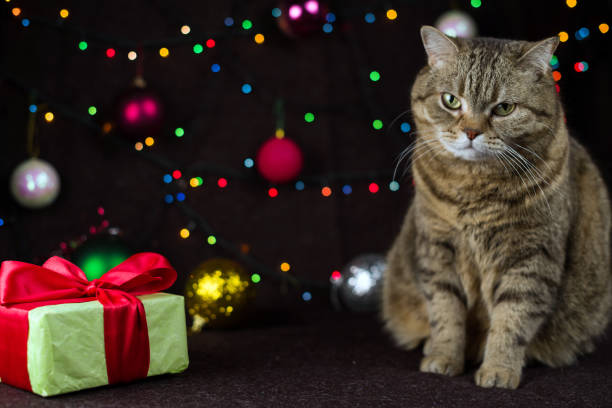 istock A cat sits next to a gift box on a background of festive lights 1171503443