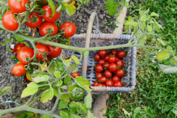 istock Red and green tomatoes on vine above a basket 1171503632