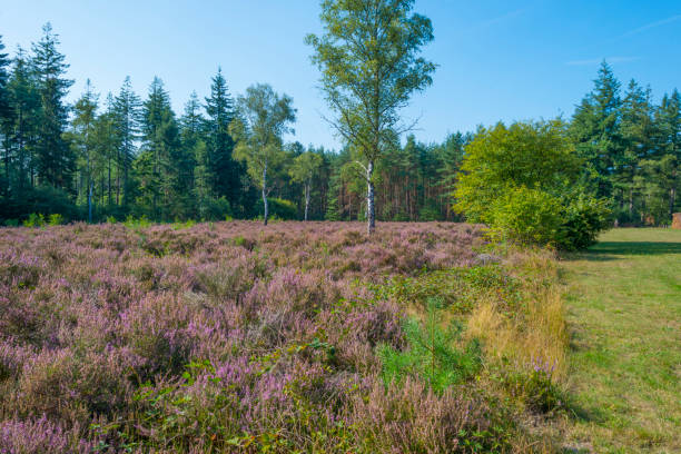 istock Blooming heather in a field in a forest below a blue cloudy sky in summer 1171503684