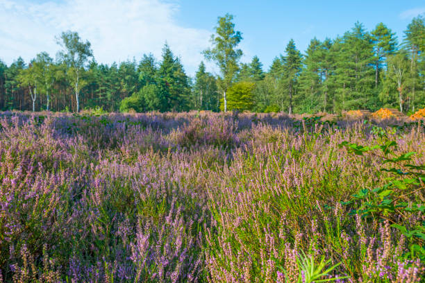 istock Blooming heather in a field in a forest below a blue cloudy sky in summer 1171503708