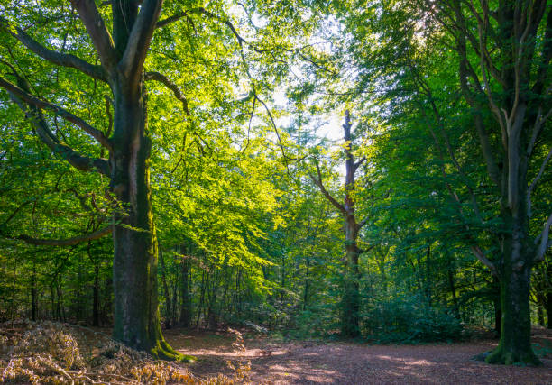 istock Beech trees in a forest in sunlight in summer 1171503725