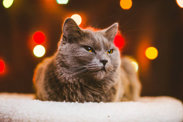 istock Christmas and Chartreux cat 1171503770