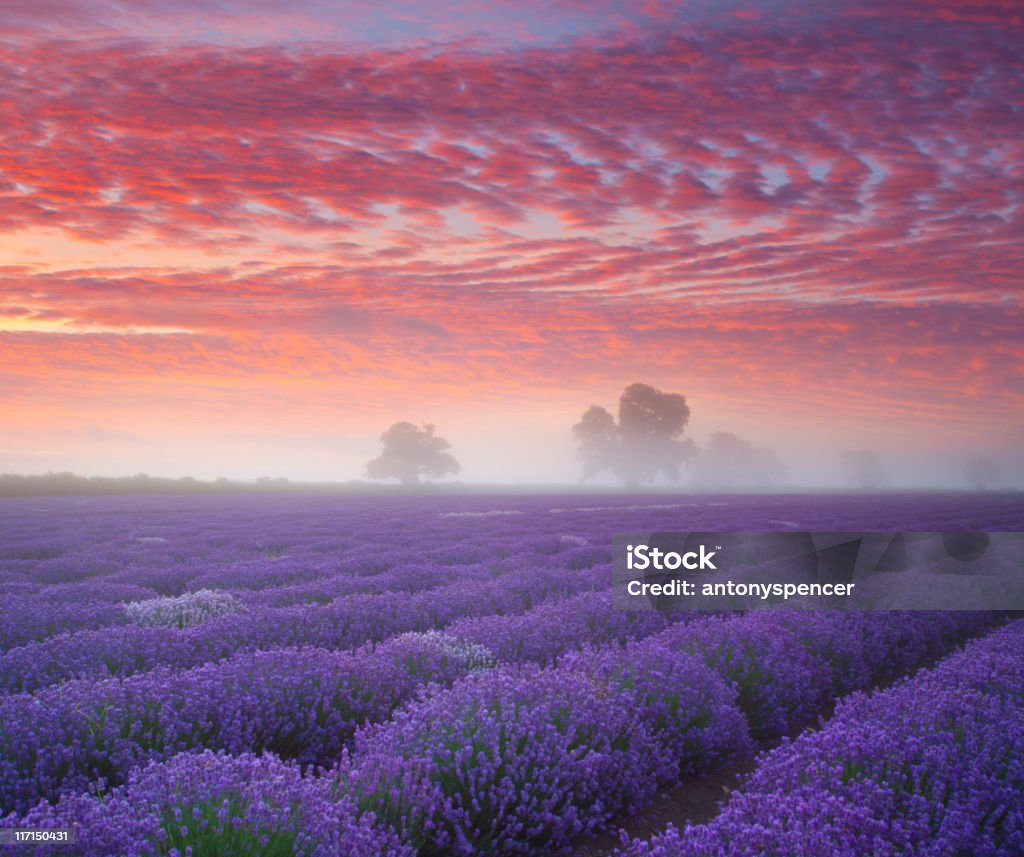 Lavendel-Felder bei Sonnenaufgang. - Lizenzfrei Bundesstaat Washington Stock-Foto