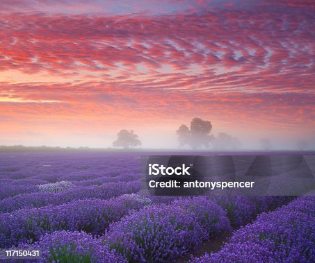 istock Lavender Farmland at sunrise... 117150431