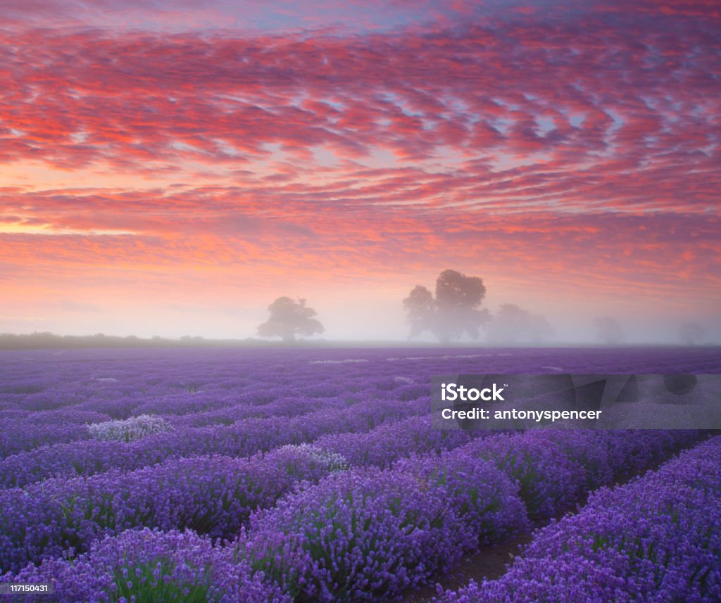 Lavanda terras ao nascer do sol. - Royalty-free Estado de Washington Foto de stock