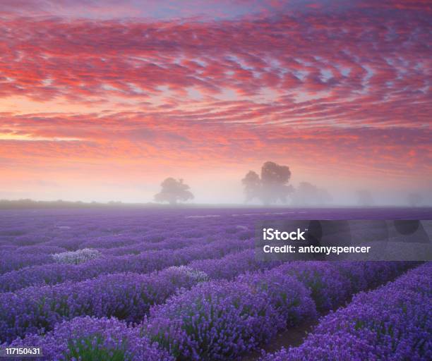 Lavanda Terras Ao Nascer Do Sol - Fotografias de stock e mais imagens de Estado de Washington - Estado de Washington, Cor de Lavanda, Lavanda - Planta