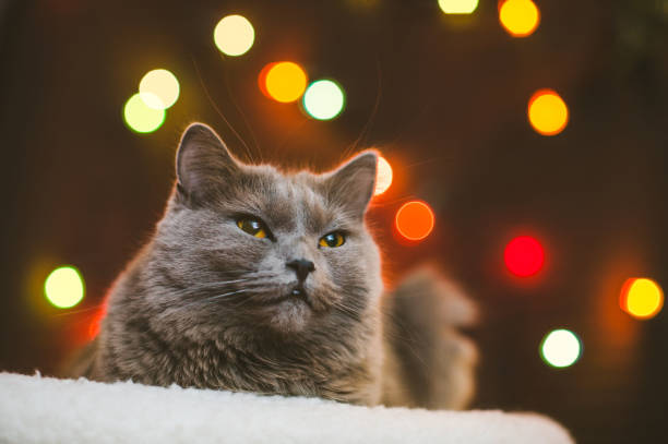 istock Christmas and Chartreux cat 1171504886