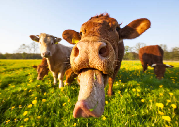 vaca loca - lengua de animal fotografías e imágenes de stock