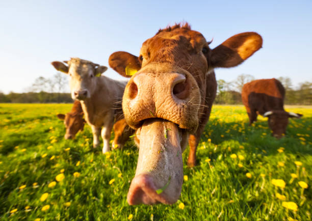 Crazy Cow  animal tongue stock pictures, royalty-free photos & images
