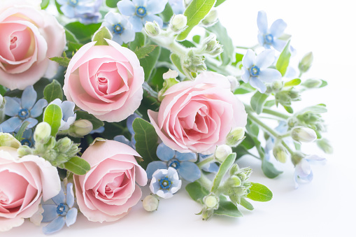 Pink rose, light blue florets, white background