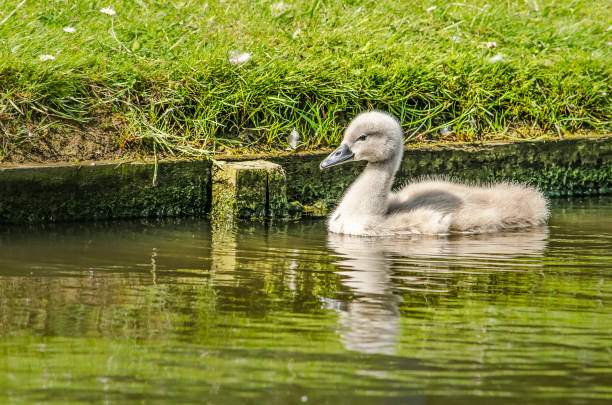 młody łabędź w miejskim stawie - swan white grass park zdjęcia i obrazy z banku zdjęć