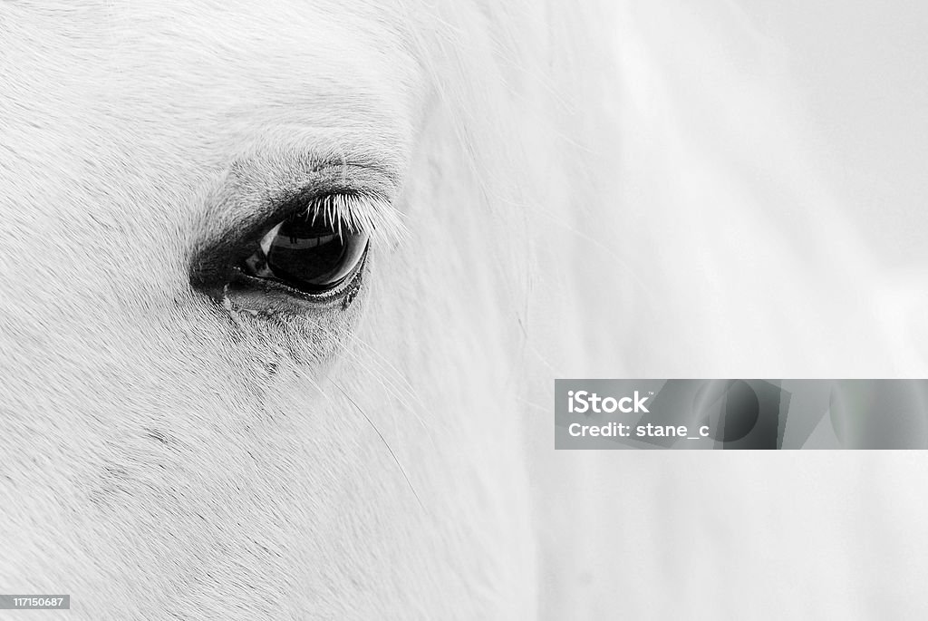 Koń - Zbiór zdjęć royalty-free (Biały koń)