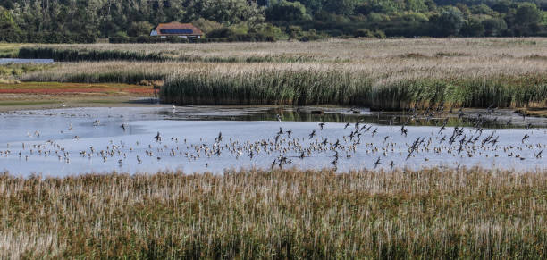 istock Farlington Marshes Portsmouth 1171507402