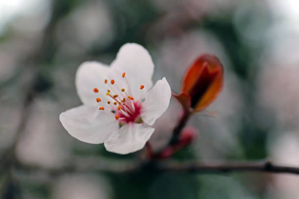 istock Beautiful spring bloom/flowers close up macro 1171507472