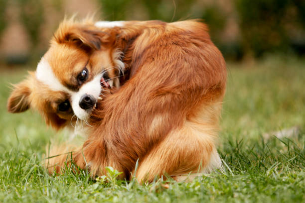 un pechinese pieno di pulci si gratta la pelliccia - puppy isolated animal cute foto e immagini stock