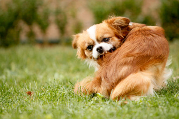 un pechinese pieno di pulci si gratta la pelliccia - puppy isolated animal cute foto e immagini stock