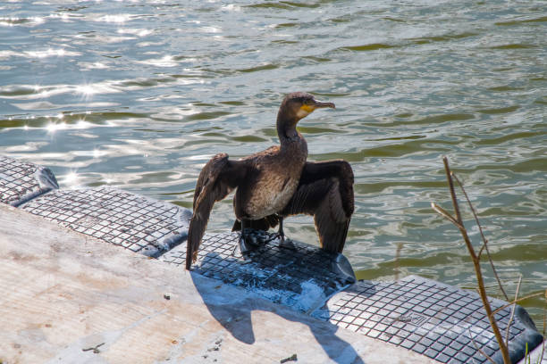 A cormorant drying its wings after swimming, Pentewan, Cornwall, in late summer
