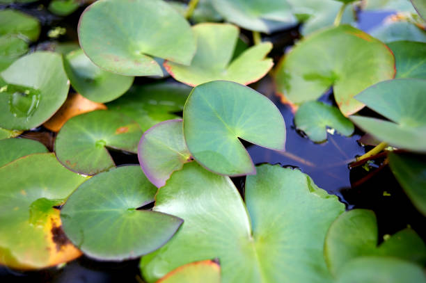 istock Lotus leaf on the pond. 1171507763