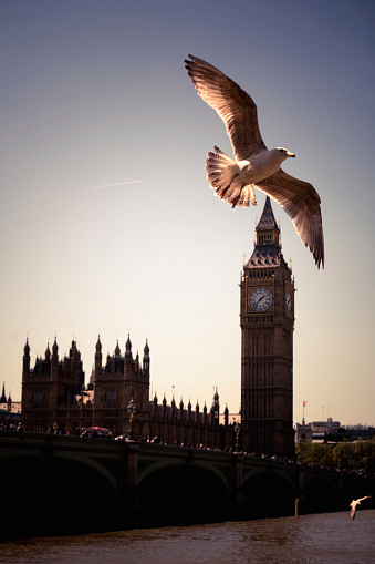 Seagull in London. The bird is in soft motion.