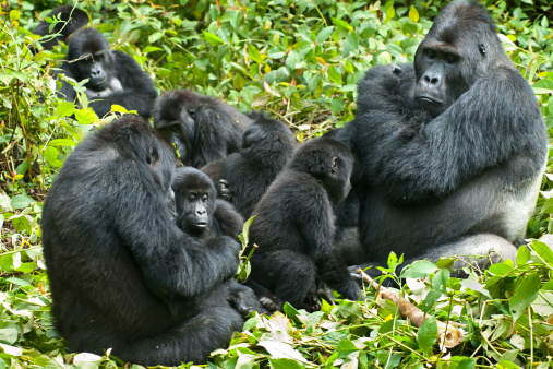 La vida familiar, Eastern llanura gorilas, en Congo, toma vida silvestre photo