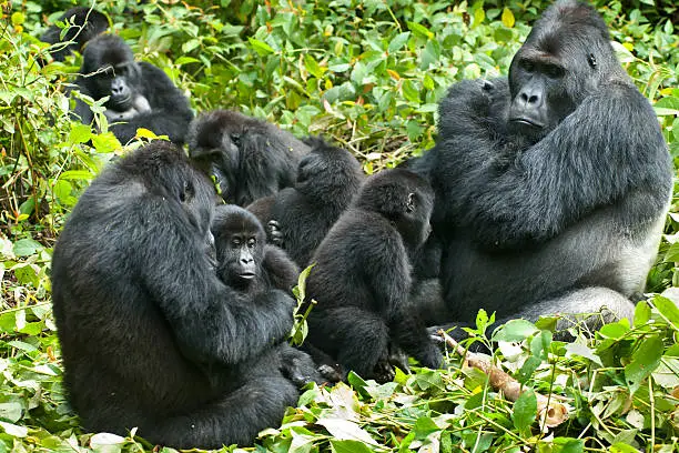 Photo of Family Life, Eastern Lowland Gorillas in Congo, wildlife shot