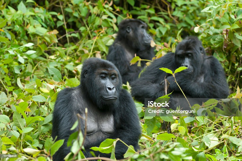 Family Life, Eastern Lowland Gorillas in Congo, wildlife shot  Africa Stock Photo