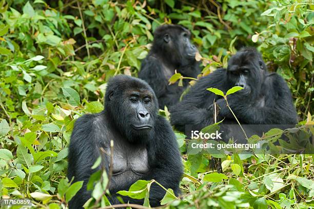 Family Life Eastern Lowland Gorillas In Congo Wildlife Shot Stock Photo - Download Image Now