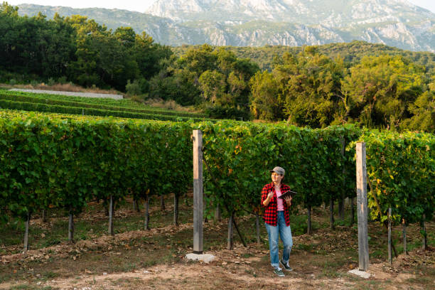 A woman farmer examines the vineyard and sends data to the cloud from the tablet. Smart farming and digital agriculture.