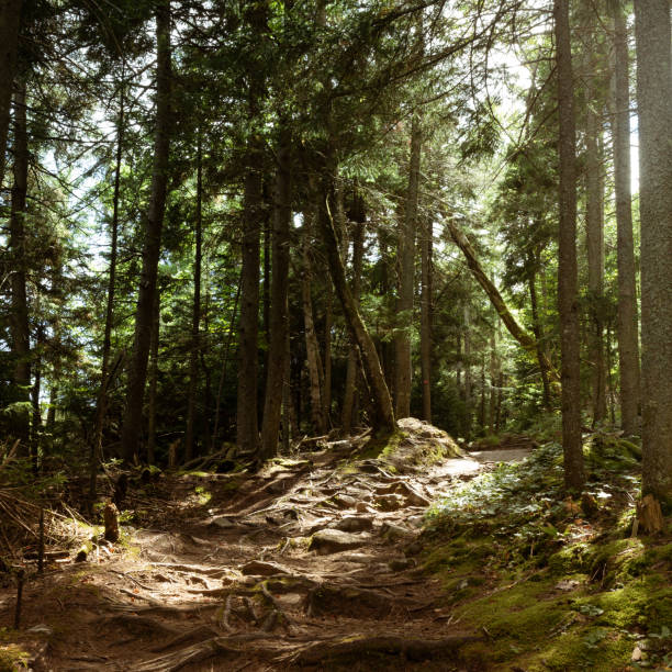 istock Serene Adirondack Forest, New York 1171509141