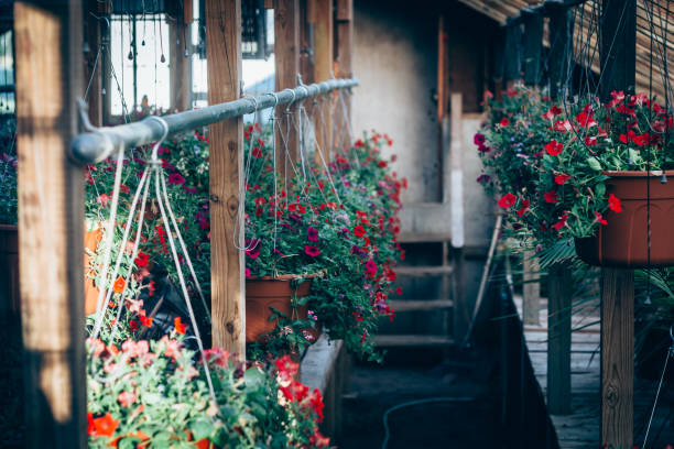 istock Flower Baskets Hanging in Greenhouse 1171510512