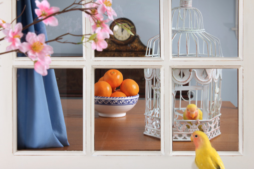 Two lutino peach-faced lovebirds separated by a window look longingly at each other.