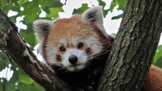 Ailurus fulgens, red panda in a tree