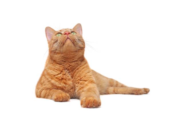 istock Cute ginger cat lying down and looking curious up. Isolated on white with copy space. 1171513030