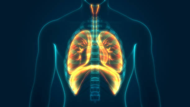 人間の呼吸器系解剖学 - diaphragm ストックフォトと画像