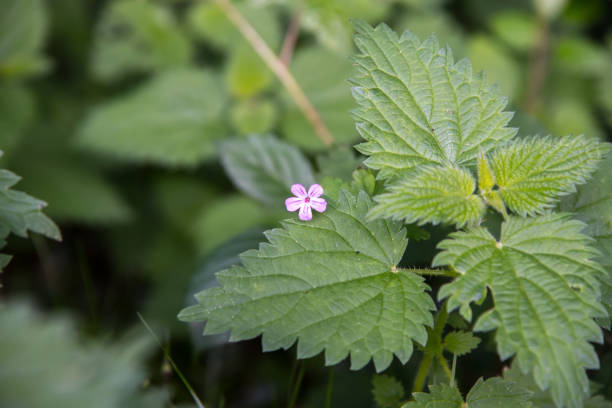A tiny pink flower amongst stinging nettles in Cornwall in late summer